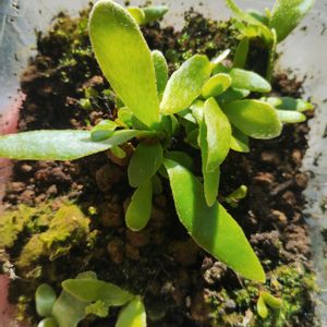 アンスリウム,植中毒, ビカクシダ,GSに感謝。,植物大好きの画像