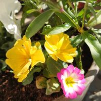 プリムラ,匂い椿　港ノ曙,ニャンニャン祭りの画像