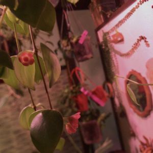 エスキナンサス,エスキナンサス,エスキナンサス トリコロル,エスキナンサス トリコロル,エスキナンサス　トリコロールの画像