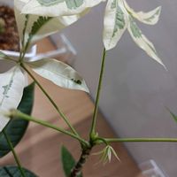 パキラ,パキラ,観葉植物,お気に入り,新芽の画像