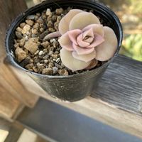 ラブリーローズ,多肉植物,紅葉する多肉,多肉植物のある暮らし,優しいピンクの画像