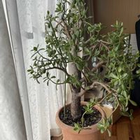 金のなる木,多肉植物のある暮らしの画像