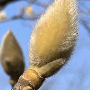 コブシ,コブシ,スイセン,スイセン,福寿草の画像