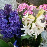 ヒヤシンス,シェードガーデン,日陰の庭,庭の画像