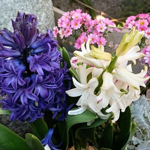 ヒヤシンス,シェードガーデン,日陰の庭,庭の画像