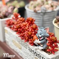 虹の玉,多肉植物,紅葉する多肉,多肉植物のある暮らし,にゃんにゃん祭りの画像