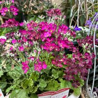 サクラソウ,プリムラ マラコイデス,ウインティー・ライムグリーン,ウインティー,ウインティー・サクラの画像