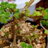 アロマティカス,ベランダの画像