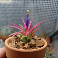 チランジア,ティランジア,イオナンタ アルボマルギナータ,エアプランツ,植物のある暮らしの画像