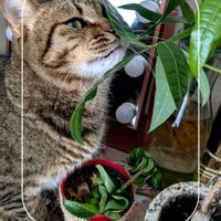 シクラメン,パキラ,ホヤ・カルノーサ,観葉植物,ガーデニングの画像