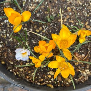 キッチン,和室,バルコニー/ベランダ,小さな庭,広い庭の画像