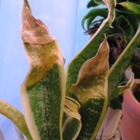 サンスベリア,chatgpt,その他部屋の画像