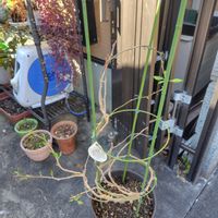 ブーゲンビリアの画像