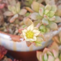 ブロウメアナ,紅稚児,花かんざし,リトルビューティ,多肉中毒の画像