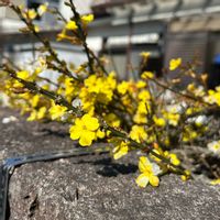 ウメ,ウメ,オウバイ,ロウバイ,蝋梅の画像