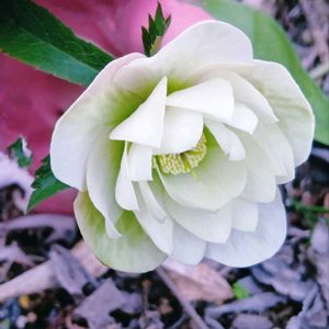 クリスマスローズ,クリスマスローズ ダブル,レンテン・ローズ,地植え,実生の画像