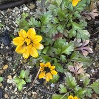 ビデンス,花のある暮らし,愛媛県,庭の画像