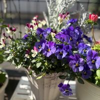 シロタエギク,ビオラ.ときめきリリアン,よく咲くスミレ,コプロスマ キルキー,ビオラ　レディの画像