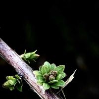 ユキヤナギの画像