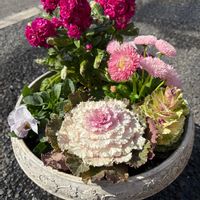 ハボタン,葉牡丹,ガーデニング,きれい,種まきの画像