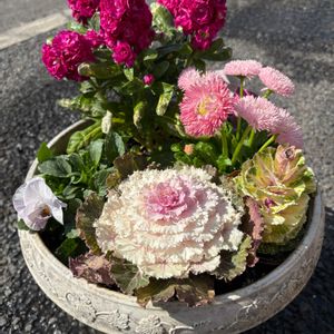 ハボタン,葉牡丹,ガーデニング,きれい,種まきの画像