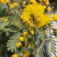 クリスマスローズ,ストレプトカーパス,ミモザ,クリスマスローズ＊,ミモザ＊の画像