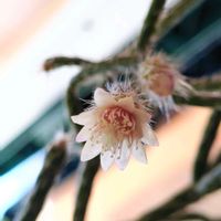 リプサリス,オトンナ レトロルサ,花のある暮らし,多肉のある暮らし,植物のある暮らしの画像