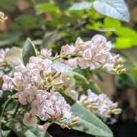 ハーデンベルギア,こぐろちゃん,植物のある暮らし,botanical life,ネロの画像