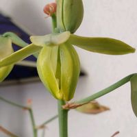 アルブカ,アルブカ スピラリス フリズルシズル(ナンジャコレ),花のある暮らし,北海道から,魅惑の花の画像