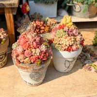 植え替え,今日の多肉ちゃん,可愛い♥️,大好き♥️,多肉ばぁ～の画像