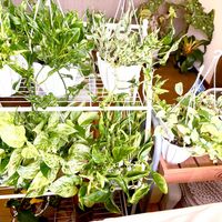 ポトス,ポトス,サトイモ科,観葉植物,サトイモ 科の画像