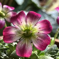 クモマグサ,クモマグサ,雲間草,癒される,瑞々しいの画像