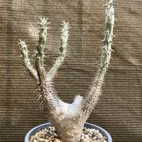 パキポディウム,パキポディウム マカイエンセ,多肉植物,塊根植物,コーデックスの画像