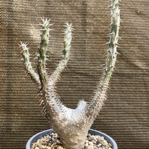 パキポディウム,パキポディウム マカイエンセ,多肉植物,塊根植物,コーデックスの画像