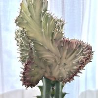 マハラジャ,ユーフォルビア マハラジャ,ユーフォルビア属,ユーフォルビアトリゴナ,多肉植物の画像