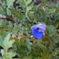 キンギョソウ,ネモフィラ,種蒔きっ子の画像