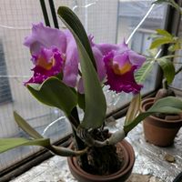 カトレア,熱帯植物,蘭の画像