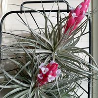 コットンキャンディー,コットンキャンディー,チランジア属,エアープランツ/チランジアの画像