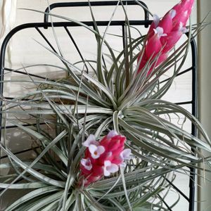 コットンキャンディー,コットンキャンディー,チランジア属,エアープランツ/チランジアの画像