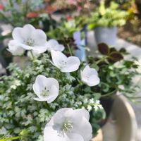 部屋,小さな庭,玄関アプローチの画像