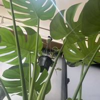 ホヤ・カルノーサ,モンステラ,観葉植物,グリーンのある暮らし,リビング・ダイニングの画像