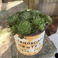 プラティフィラ,多肉植物,多肉大好き,多肉中毒,多肉のある暮らしの画像