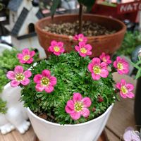 クモマグサ,クモマグサ,早春,2月,夏のようなの画像