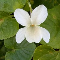 スミレ,シロバナタチツボスミレ,お散歩写真の画像