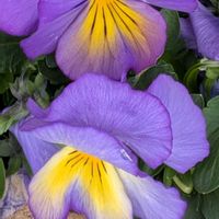 ブラキカム,パンジー,ビオラ,パンジー 虹色スミレ,カンアヤメ（カンザキアヤメ）の画像