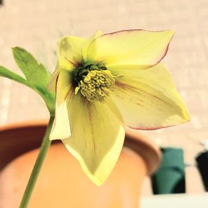 ヘレボルス,キンポウゲ科の画像