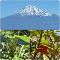 アオキ,浜石岳,富士山の見える景色の画像