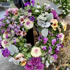 アリッサム,シロタエギク,ストック,ビオラ,ビオラとアリッサムの画像