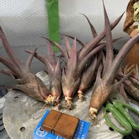 ガジュマル,ビルベルギア,観葉植物,簡易ハウス,寒さに弱い植物の画像