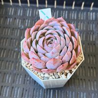 エケベリア,エケベリア　満足,多肉植物,植え替え,cocotto77_満足成長記録の画像